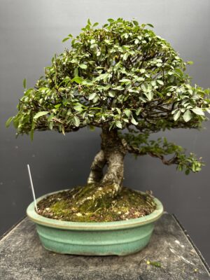Chinese Elm Bonsai - Image 5