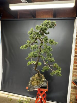 Spruce Bonsai on a slab - Image 4