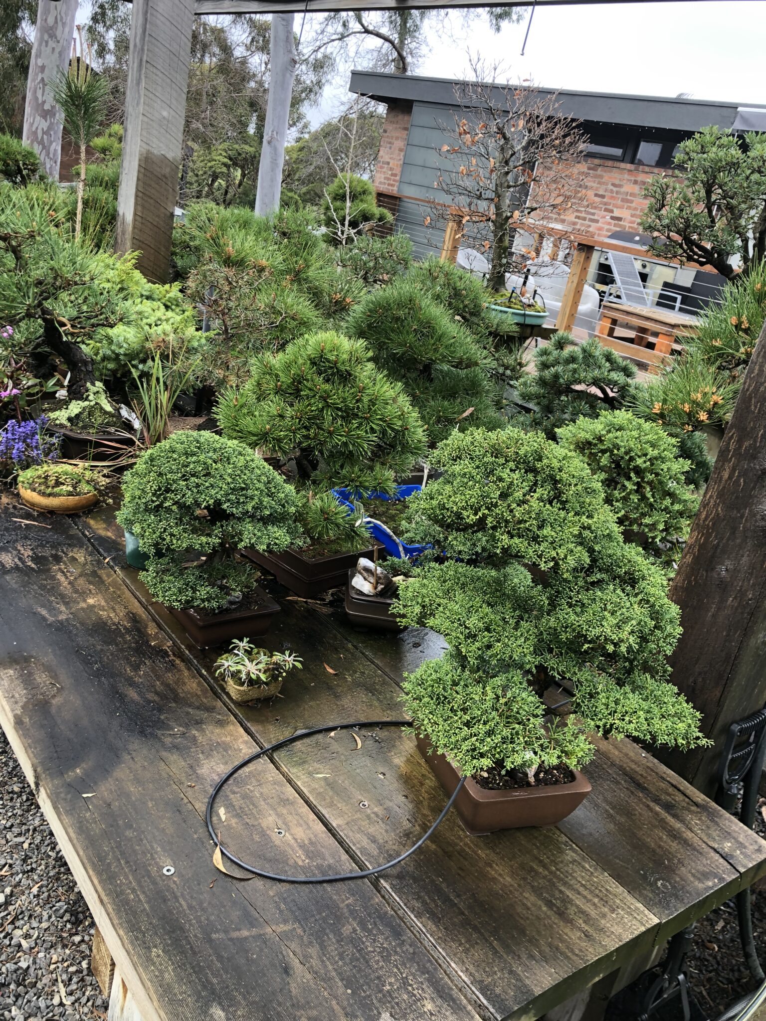 Private Bonsai 2 hours