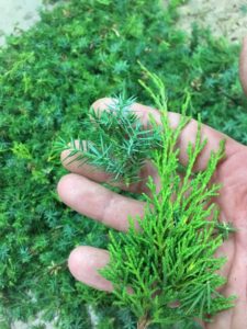 Juniper Needle and Scale Foliage